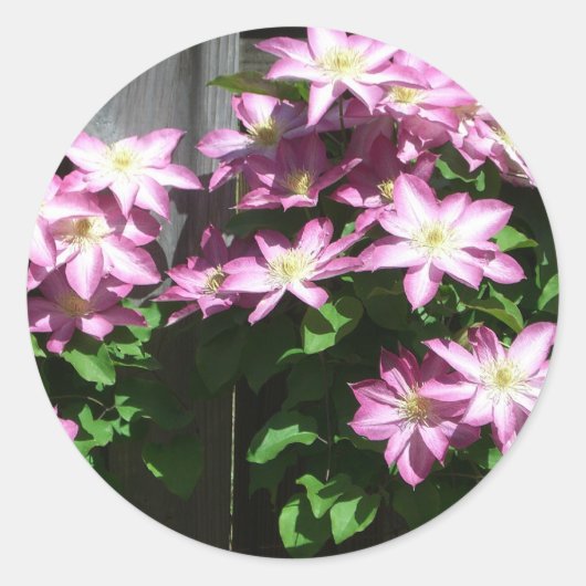 Sticker Rond Escalade Clematis Fleurs de printemps violettes (Devant)