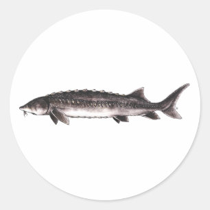 Sticker Rond Esturgeon blanc - transmontanus d'Acipenser