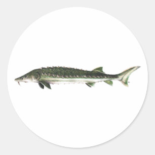 Sticker Rond Esturgeon vert - Acipenser medirostris
