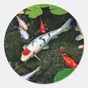 Sticker Rond Étang de Koi