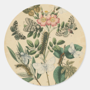 Sticker Rond Étapes de la vie de papillon par le studio de