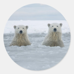 Sticker Rond États-Unis, Alaska, North Slope, ours polaires