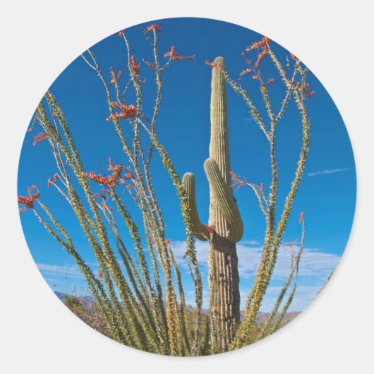 Sticker Rond États-Unis, Arizona. Cactus Dans Le Parc National (Devant)