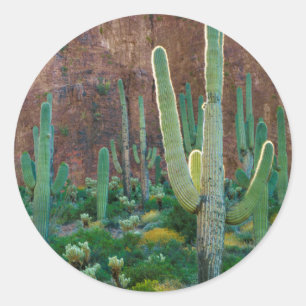 Sticker Rond États-Unis, Arizona. Champ de cactus saguaro au pi