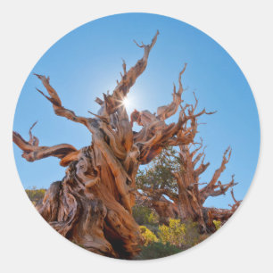 Sticker Rond États-Unis, Californie, Forêt nationale d'Inyo 10