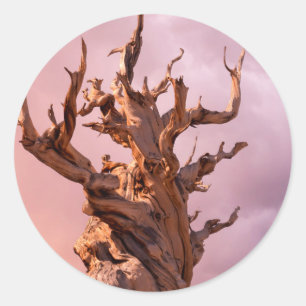 Sticker Rond États-Unis, Californie, Forêt nationale d'Inyo 9