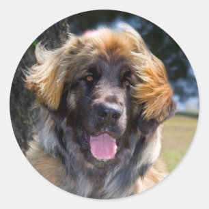Sticker Rond États-Unis, Californie. Portrait de Leonberger ass