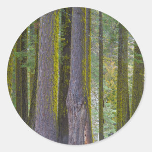 Sticker Rond États-Unis, Californie. Troncs d'arbres couverts d