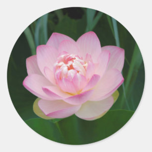 Sticker Rond États-Unis, Kansas, Nymphaea odorata
