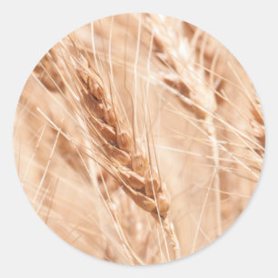 Sticker Rond États-Unis, Kansas, Wheat At Harvest Time