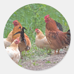 Sticker Rond États-Unis, Nebraska. Poules