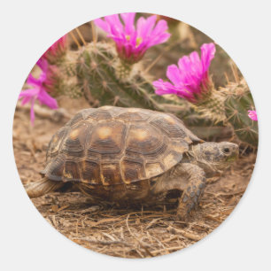 Sticker Rond États-Unis, Texas, comté de Hidalgo. Tortue terres
