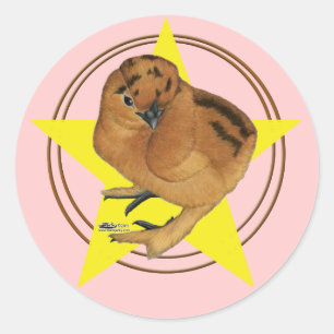 Sticker Rond Étoile de poussin rouge Silkie