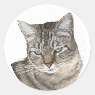 Sticker Rond Étude de tête de chat tabby à poil court