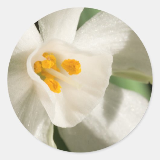 Sticker Rond Événement et Mariage de printemps à fleurs blanche (Devant)