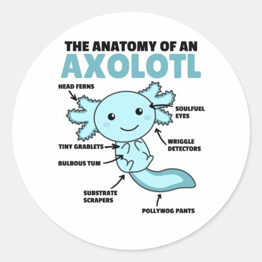Sticker Rond Explication Axolotl Anatomie D'Un Axolotl (Devant)