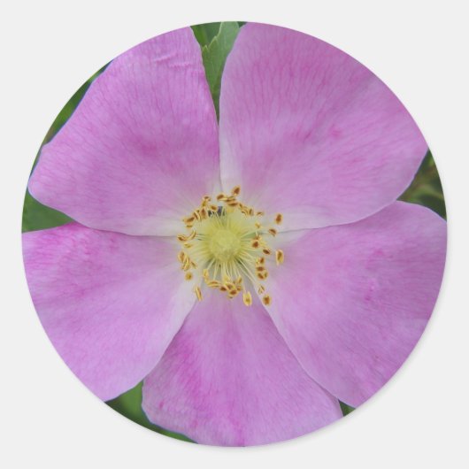 Sticker Rond F11 Rose sauvage des Prairies "Rosa arkansana" (Devant)