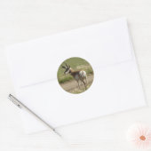 Sticker Rond F39 Pronghorn Antelope Buck (Enveloppe)