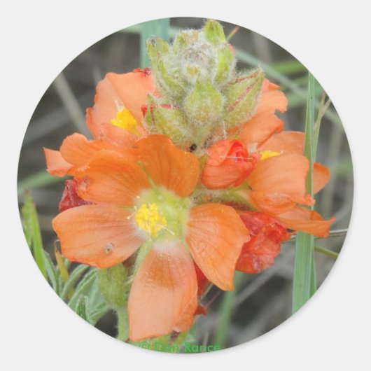 Sticker Rond F40 Fleurs sauvages orange Mallow (Devant)
