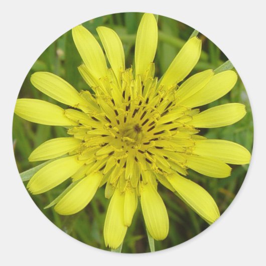 Sticker Rond F9 Jaune Barbue d'Asie (Devant)