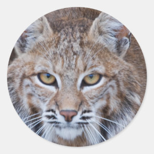 Sticker Rond Face Bobcat
