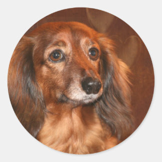 Sticker Rond Face Dachshund