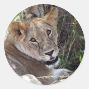Sticker Rond face de lion