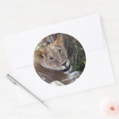 Sticker Rond face de lion (Enveloppe)