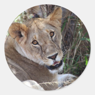 Sticker Rond face de lion