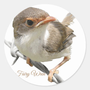 Sticker Rond Fairywren