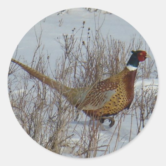 Sticker Rond Faisan de Colchide dans la neige B23 (Devant)