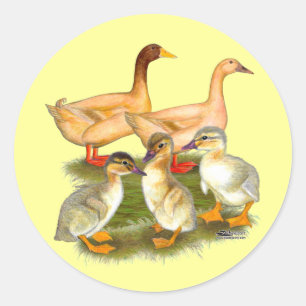 Sticker Rond Famille de canards Buff Orpington