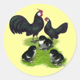 Sticker Rond Famille des Rosecomb Black Bantam