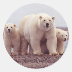 Sticker Rond Famille d'ours blanc