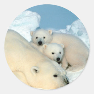 Sticker Rond Famille d'ours polaires