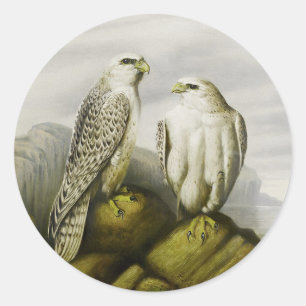 Sticker Rond Faucons gyr sur une corniche rocheuse, Illustratio