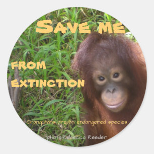 Sticker Rond Faune d'orang-outan d'espèce menacée