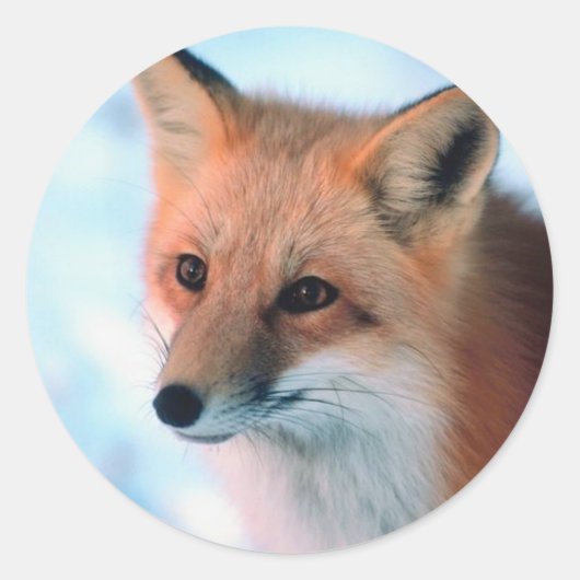 Sticker Rond Faune hivernale (Devant)