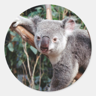 Sticker Rond Featherdale Wildlife Park, ours koalas