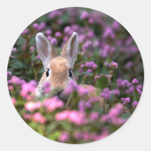 Sticker Rond Ferme de lapins