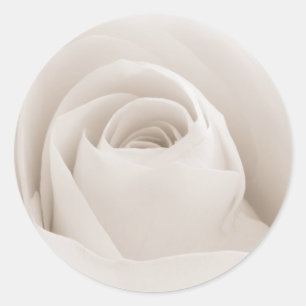 Sticker Rond Fermez-vous des pétales de rose blancs