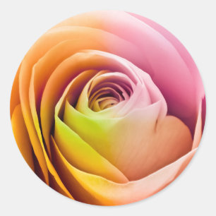 Sticker Rond Fermez-vous des pétales de rose colorés