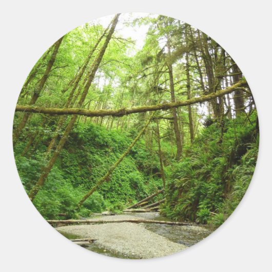 Sticker Rond Fern Canyon I au Redwood National Park (Devant)