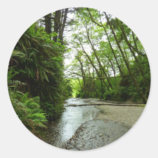 Sticker Rond Fern Canyon II au parc national Redwood (Devant)