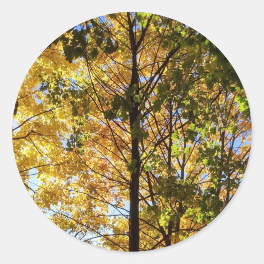 Sticker Rond Feuillage de automne jaune et vert (Devant)