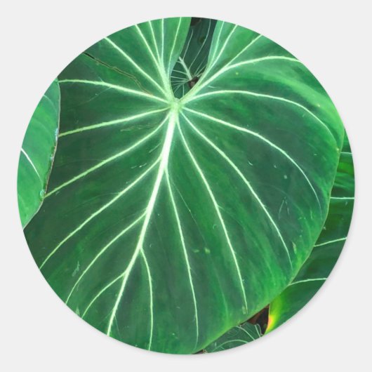 Sticker Rond feuillage de la jungle tropicale de Palm Leaf (Devant)