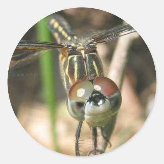 Sticker Rond Feuille d'autocollants "Dragonfly Smile" (Devant)