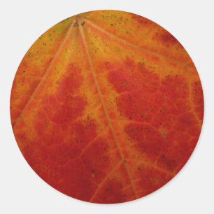 Sticker Rond Feuille de Érable Rouge Photographie de Nature Abs