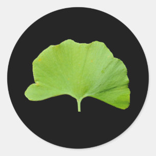 Sticker Rond Feuille de Ginkgo (Ginkgo biloba)