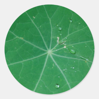 Sticker Rond feuille de nasturtium